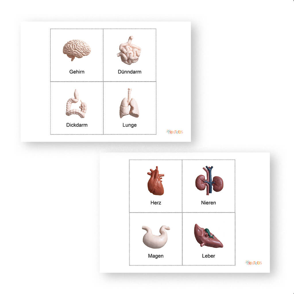 Lernkarten Organe ab 2 Jahre – zum Ausdrucken – Bild 2