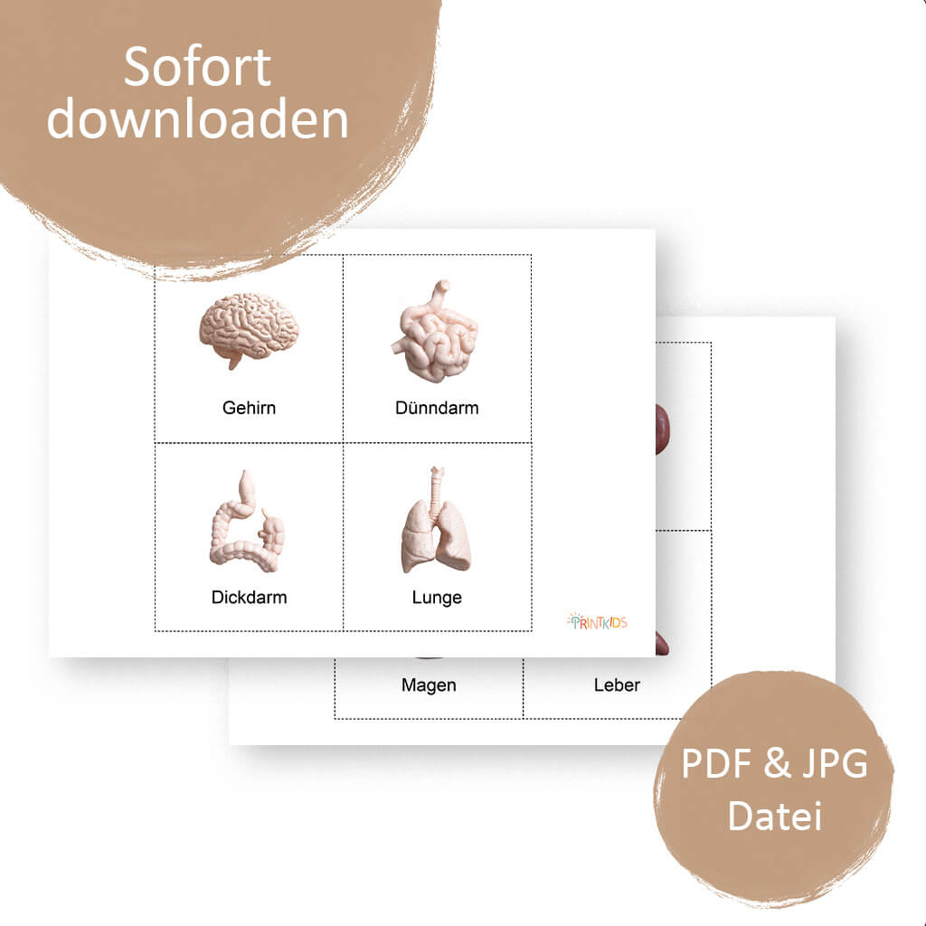 Lernkarten Organe ab 2 Jahre – zum Ausdrucken – Bild 4