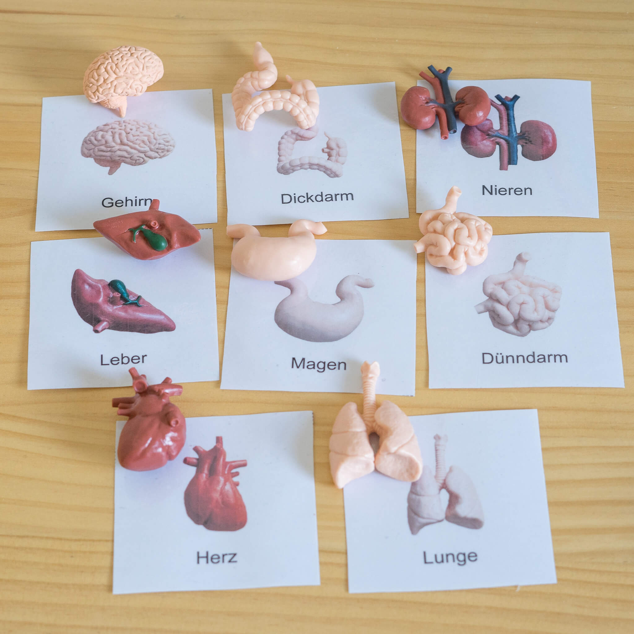 Lernkarten Organe ab 2 Jahre – zum Ausdrucken – Bild 3