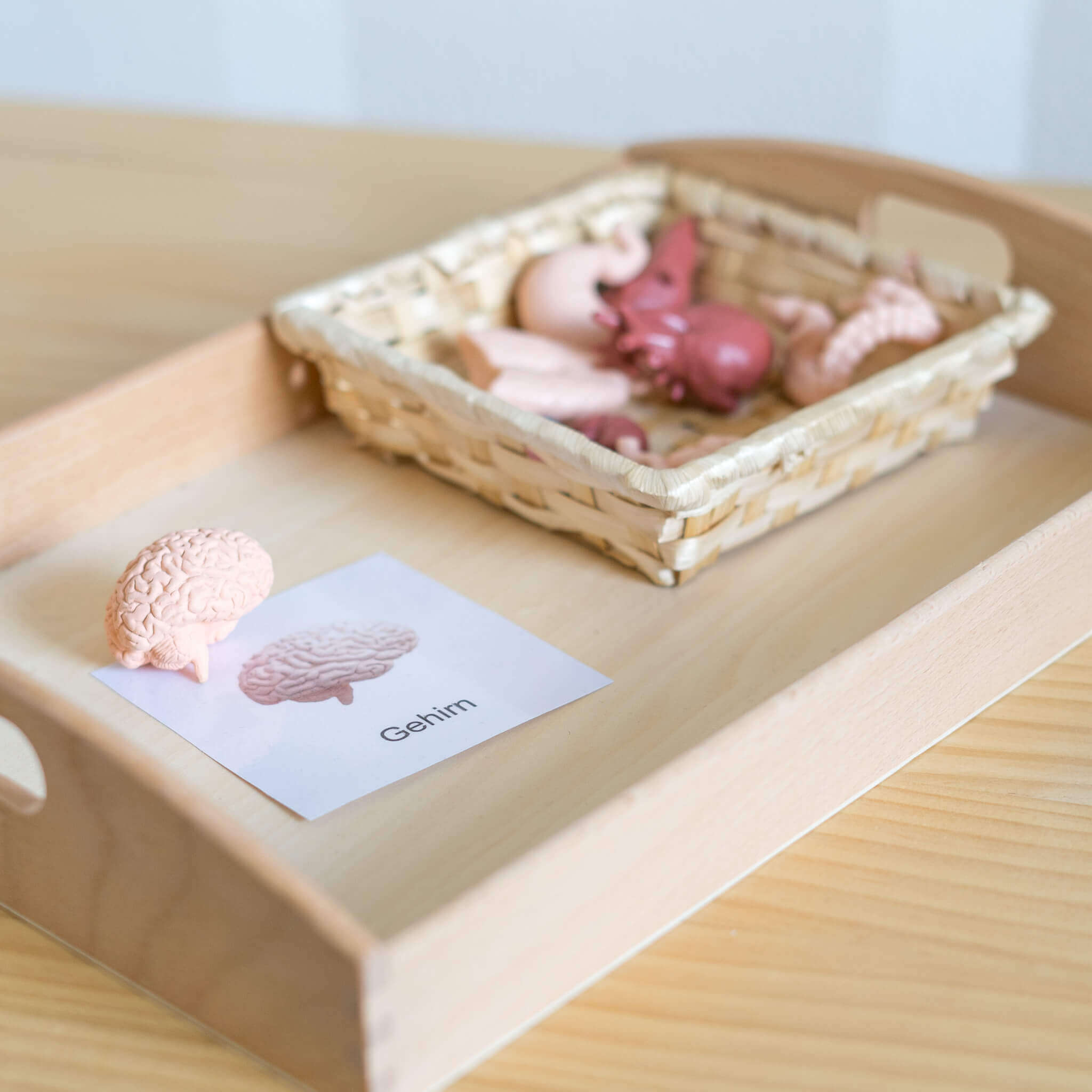 Lernkarten Organe ab 2 Jahre – zum Ausdrucken